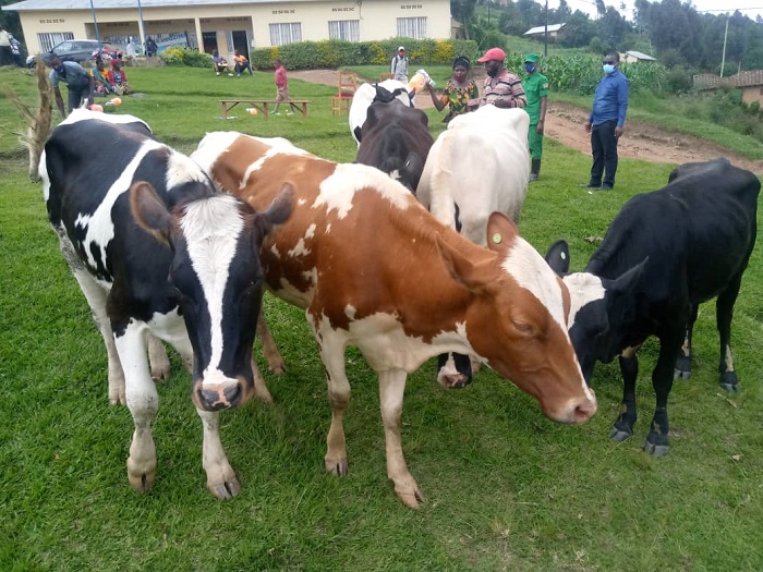 Abagabirwa inka bagirwa inama yo kuzitaho hagamijwe ko zibagirire akamaro