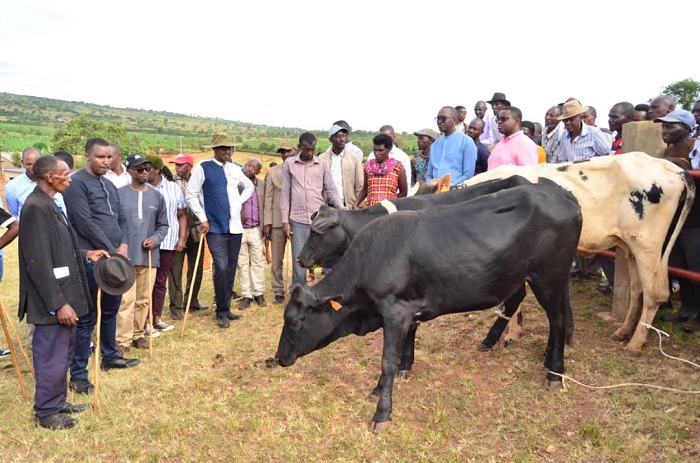 Abahawe inka biyemeje kuzifata neza no kuzibyaza umusaruro
