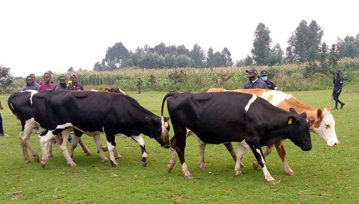 Perezida Kagame yashumbushije inka 5 Twagirayezu nyuma y'aho ize zirasiwe n'abagizi ba nabi