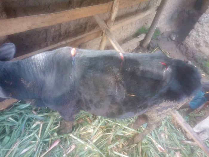 Abanyarugomo bitwikira ijoro bagasanga amatungo mu biraro bakayatema