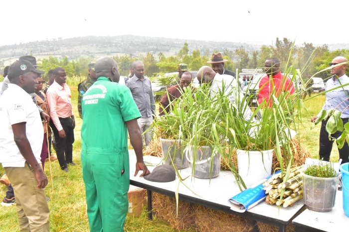 Aborozi banenze ko imbuto y'ubwatsi ikiri nkeya ugereranyije n'abayishaka