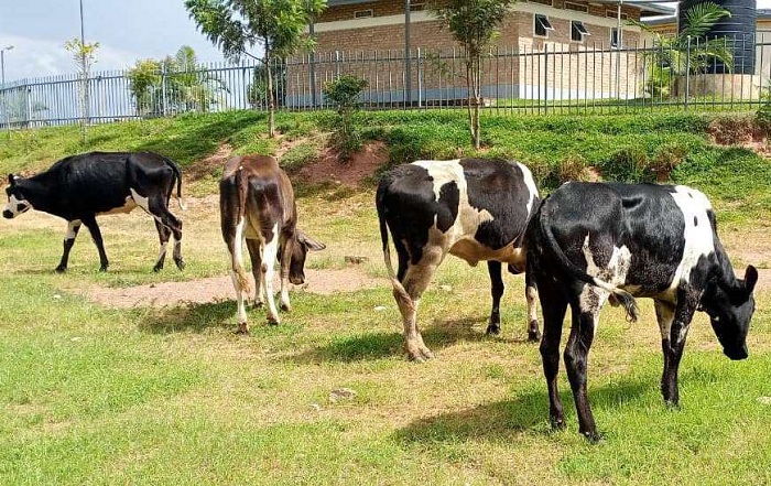 Inka zatanzwe i Gisagara