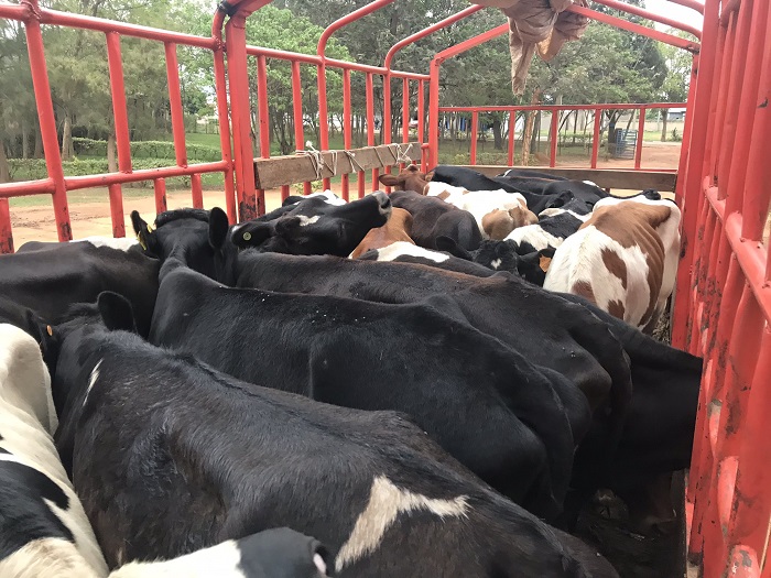 Basabwe gufata neza inka bahawe zikabahindurira ubuzima