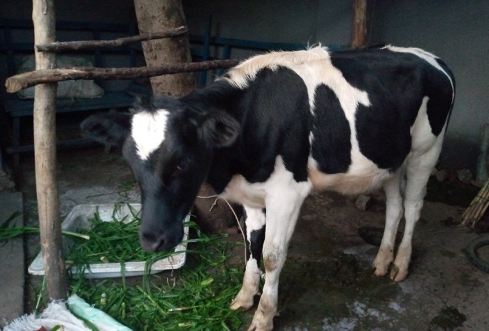 Umuryango washyikirijwe iyi nyana wiyemeje kuyifata neza ikazororoka