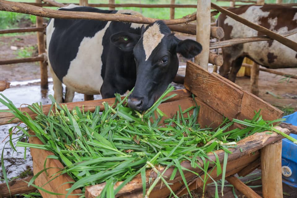 Bize ko kugaburira inka urubingo gusa atari byiza ahubwo zivangirwa n'ibinyamisogwe