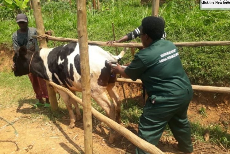 Gutera intanga ni bumwe mu buryo bwitezweho kubona amaraso mashya y'inka zongera umukamo