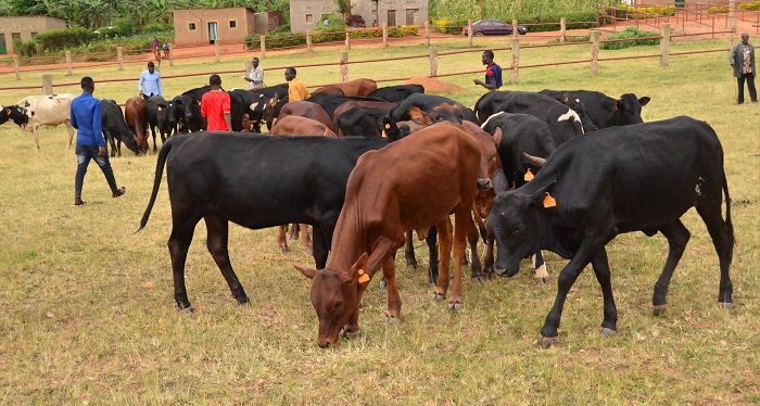 Aborozi bavuga ko iki gikorwa kizakomeza