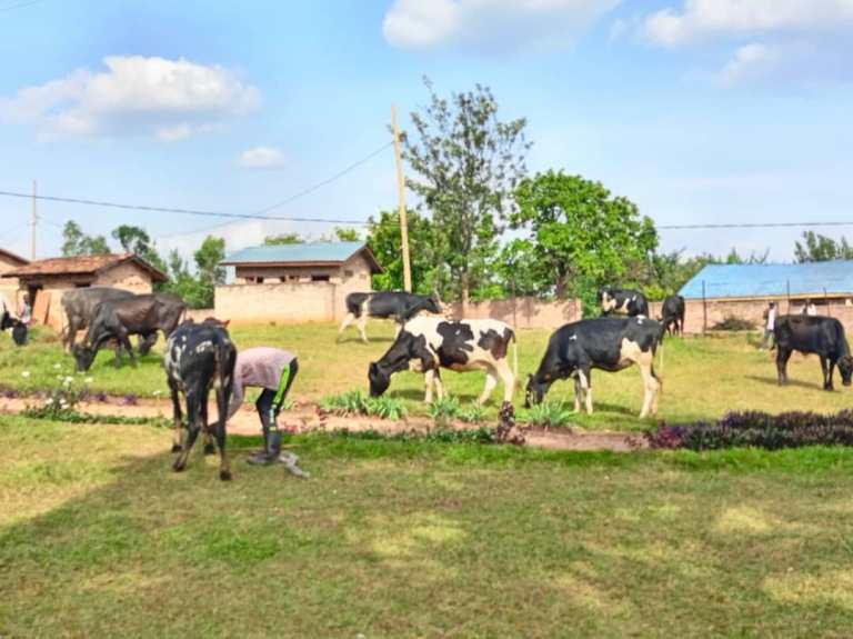 CHUB yatanze inka 10 i Ndora n'i Gishubi