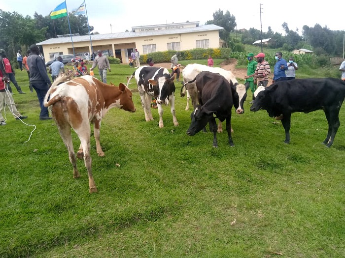 Imiryango yorojwe inka uko ari 100 ni iyo mu mirenge 11 y'Akarere ka Burera 