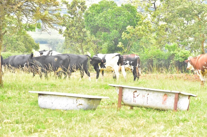 Aborozi ngo ntibizerwa n'ibigo by'imari ku buryo bagura inka zitanga umukamo mwinshi