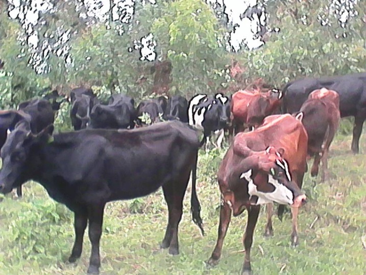 Inka bahawe ngo bizeye ko zizahindura imibereho yabo.