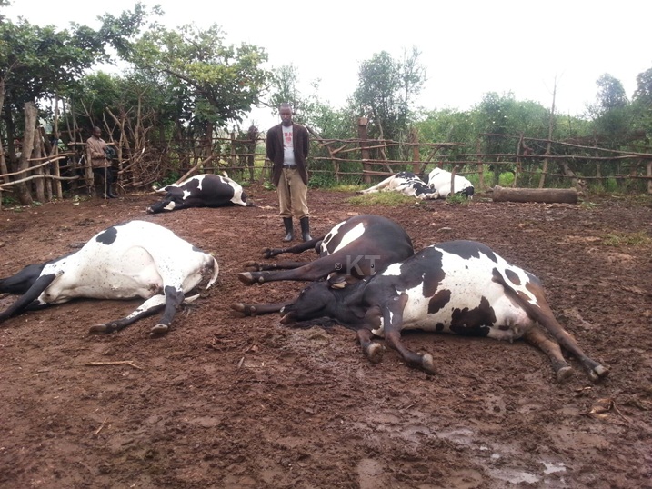 Inka esheshatu za Ndayisaba zirimo n'izonsaga zari zakubiswe n'inkuba, zose zirapfa.