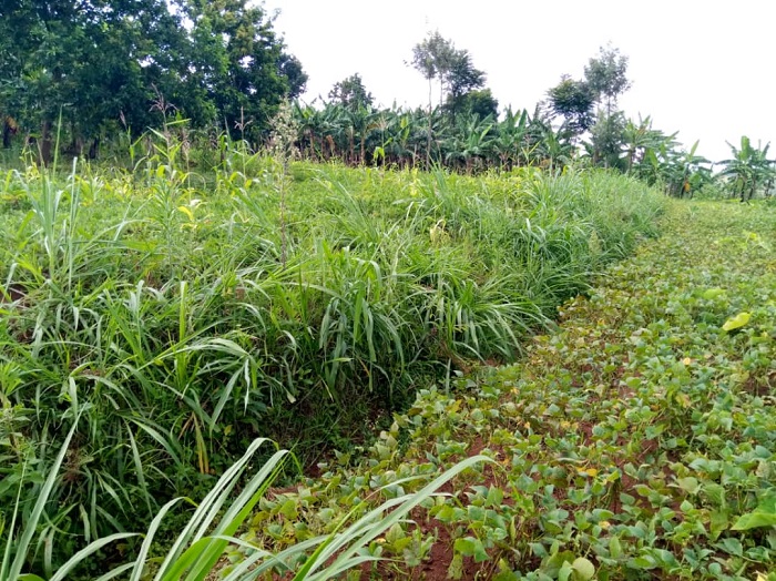 Mu Mudugudu w'Akarutsibuka, ku miringoti no mu nkengero z'imihanda hose hateye ubwatsi