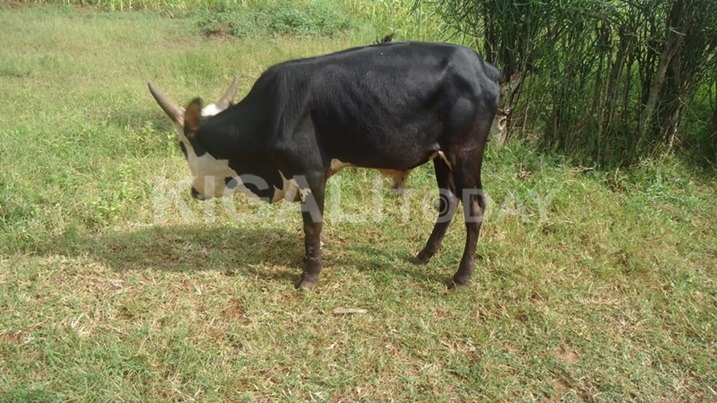 Iyi nka irarana na nyirayo.