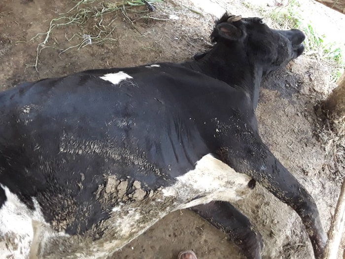 Izi nka birakekwa ko zapfuye nyuma y