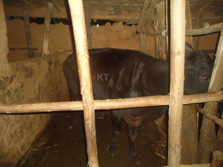 Nyuma y'iminsi itanu zitarya, inka zishwe n'inzara ziraremba. Ntizari zikibasha kwabira. Ifoto: Eric Muvara/Kigali Today.