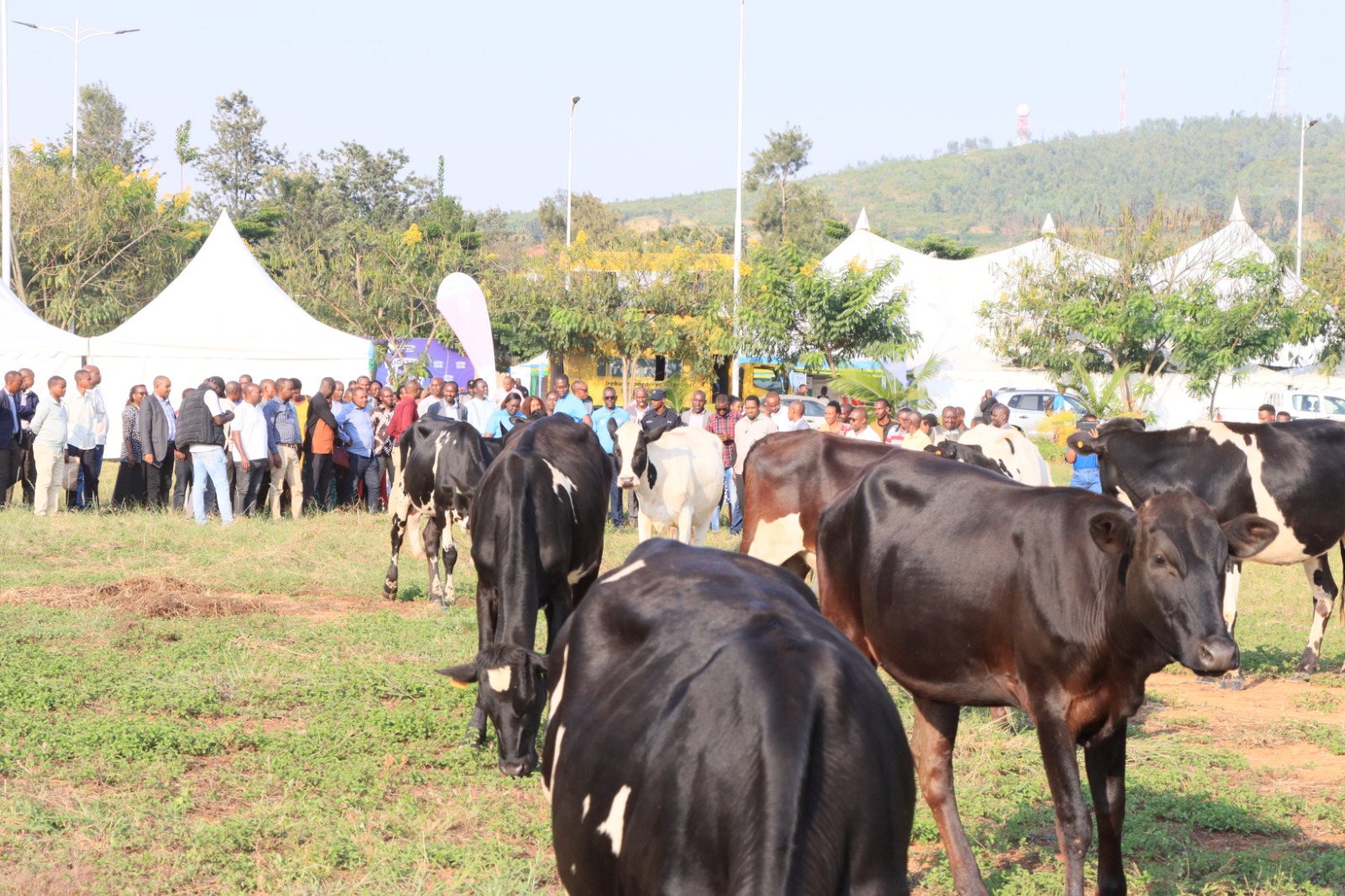 Zimwe mu nka zatanzwe na PSF mu Bugesera