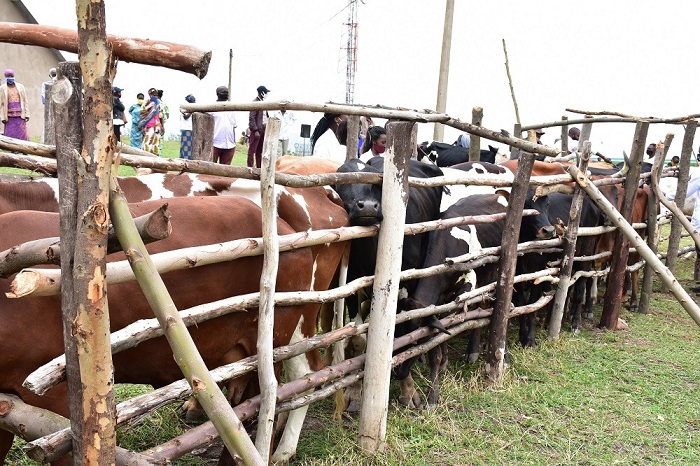 Inka ibihumbi 12 ni zo zakingiwe muri uyu mwaka mu Karere ka Ruhango