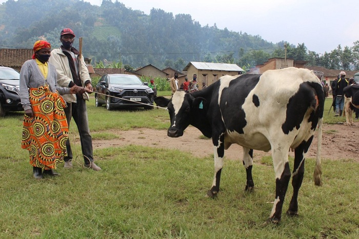 Abaturage batishoboye nibo bahawe inka zibafasha gufumbira amaterasi bakorewe