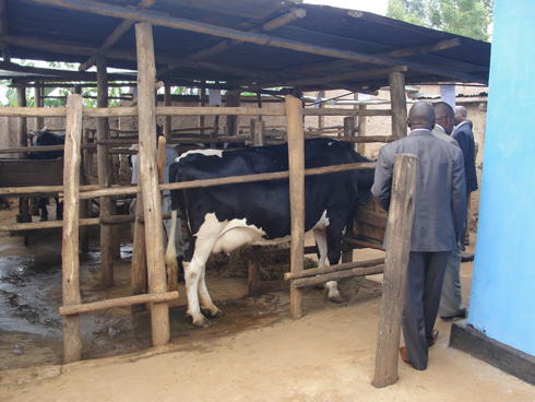 Uzabakiriho Gervais yahereye ku nka imwe yahawe muri gahunda ya Girinka none ageze ku nka 20 zimuha litiro 80 z