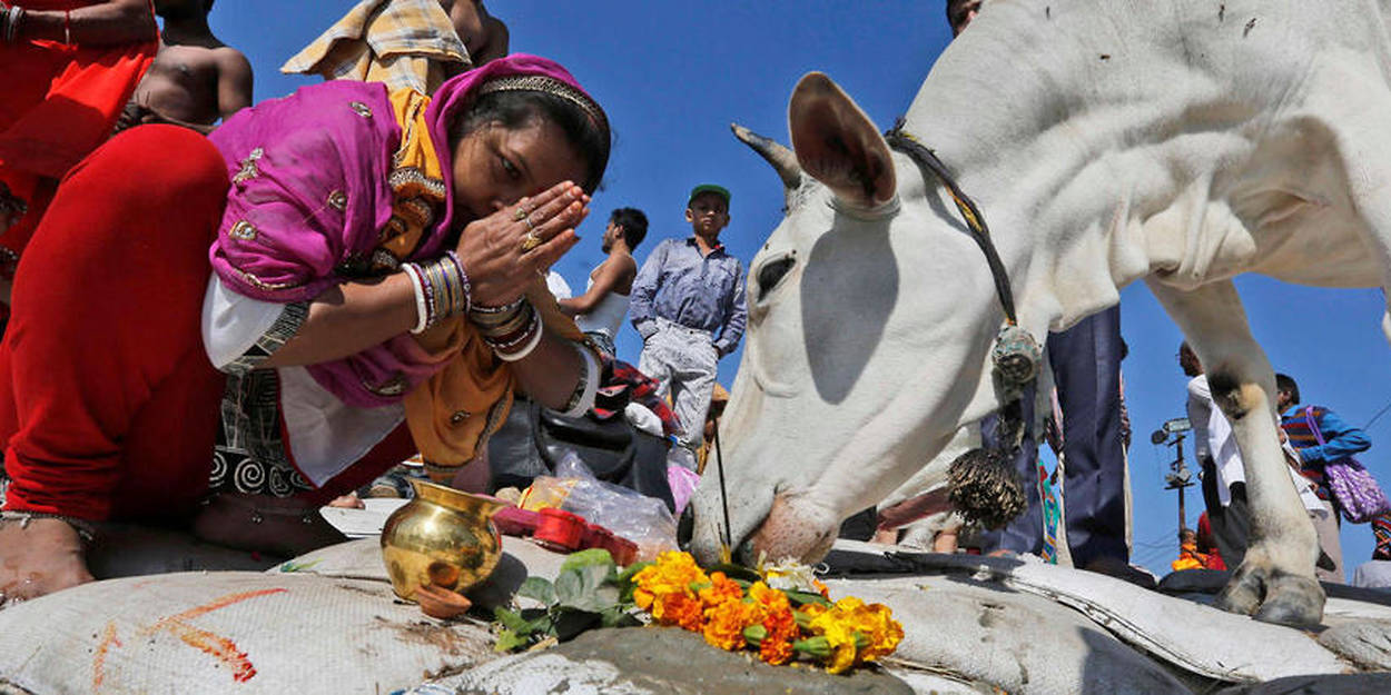 Inka zihabwa agaciro gakomeye mu Buhinde