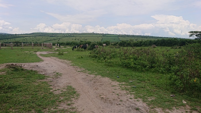 Inka zimwe ziracyazererezwa nk'izi zirisha ku gikomera cya Kirebe