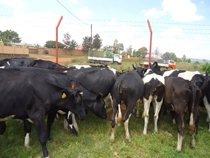 Badatabaye mu maguru mashya igifuruto cyasiga aborozi benshi babaye aboro.