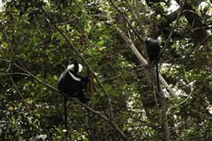 Biravugwa ko ba rushmusi badukiriye udukoko nka maguge.