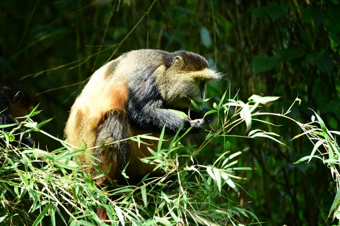 Inkima ziri mu nyamaswa udashobora kubura muri Pariki y'Igihugu y'Ibirunga