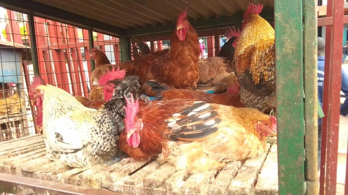 Abacuruzi b'inkoko na bo ngo babonaga umukiriya umwe umwe