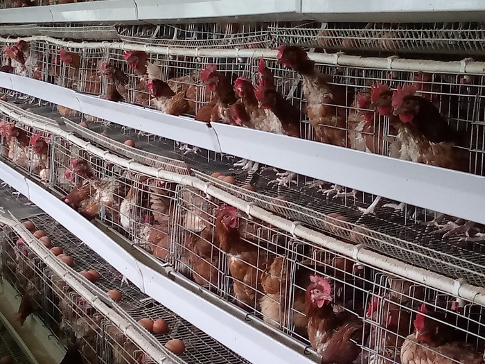 Batambagijwe ahororerwa inkoko zifasha abatuye uwo mudugudu kugira imirire myiza