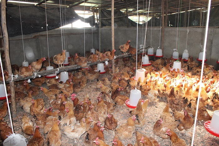 Bakoze umushinga w'ubworozi bw'inkoko mu kunganira Leta muri gahunda yo kugaburira abana ku ishuri