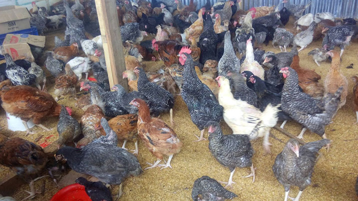 Dr Rekeraho, nyir'Eden Business Center avuga ko hari inkoko zasigaye azashumbushamo abo inkware zabo zapfuye.