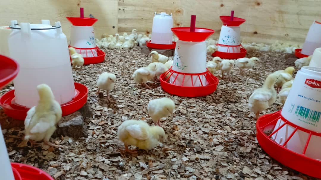 Baba bafite ubushobozi bwo gukurikirana ubuzima bw'itungo kuva rikiri rito kugeza rikuze