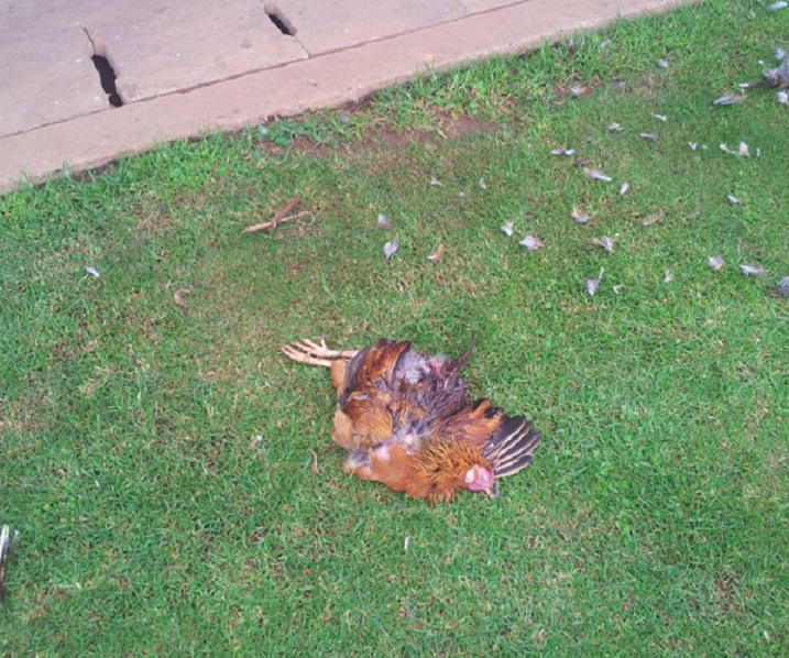 Iyi nkoko yishwe n'abafana nayo ngo bwari uburozi