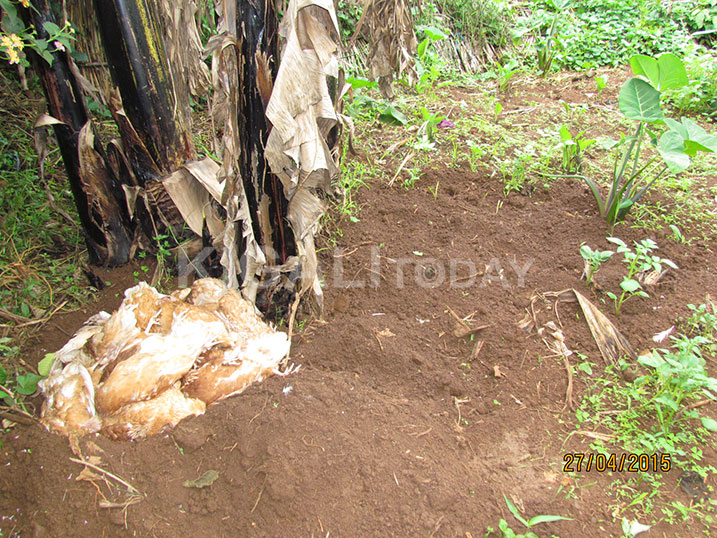 Inkoko zapfuye barazihamba. Ahahinze hahambye izamaze gupfa.