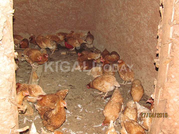 Inkoko zitarapfa na zo ngo nta cyizere cyo kubaho zitanga.