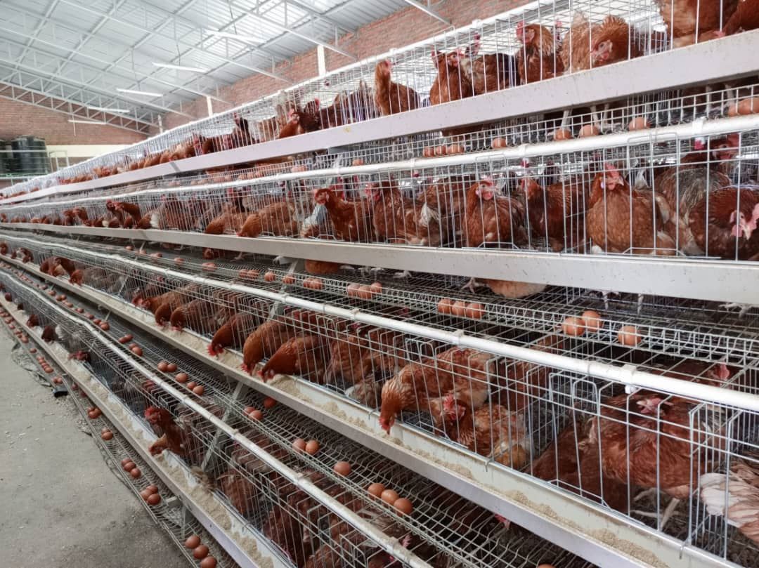 Bagurisha amagi bakizigamire ku buryo bateganya gutangira indi mishinga