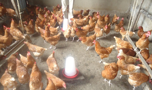 Izi nkoko zose ni zitera amagi.