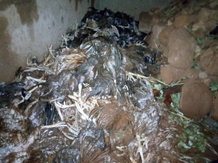 Inkoko za Twizeyimana zishwe n'ibiza arahomba burundu