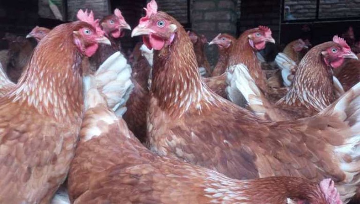 Ibifaru byegeranyije amafaranga bigura inkoko zo gufasha abatabasha kwigurira mituweri none byo bigiye guhabwa inkoko 1000