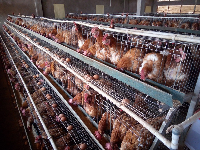 Inkoko na zo zemerewe gushyirwa mu bwishingizi