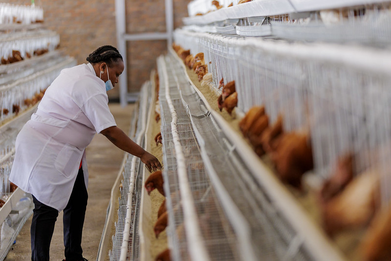 Inkoko zitabwaho n'abahanga mu bworozi