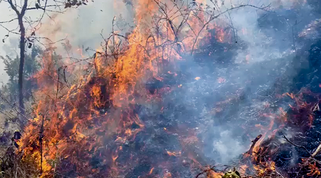 Amashyamba yibasiwe n