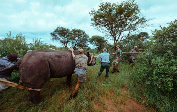 Imwe mu nkura yagejejwe muri Parike y'Akagera