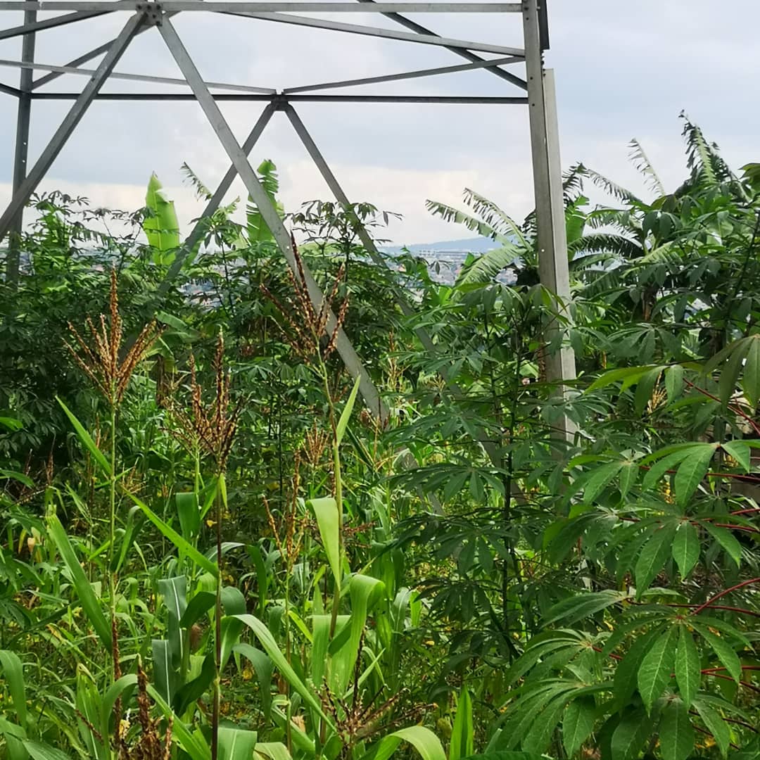 Ipiloni imaze gukatwaho ibyuma isigara inaganitse hejuru