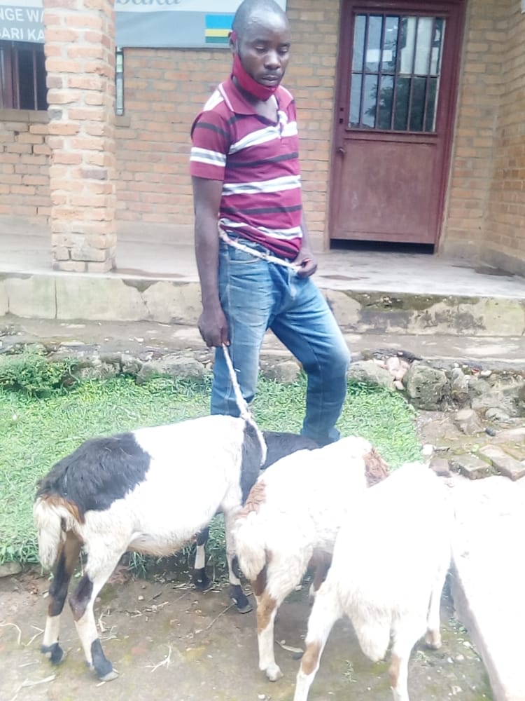 Yafashwe agiye kugurisha intama yiyemerera ko yari yarazibye