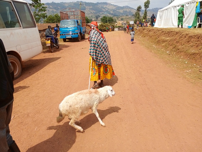 Umukecuru yaje mu birori by'umuganura none acyuye intama