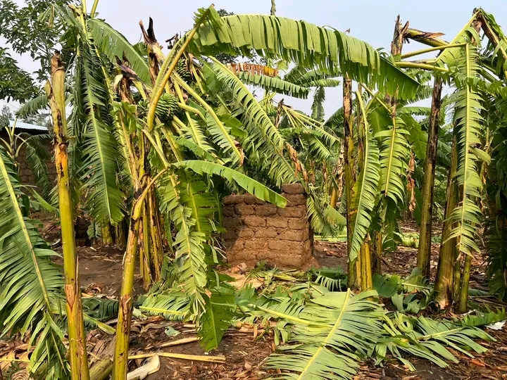 Intoki zaguye kubera umuyaga mwinshi