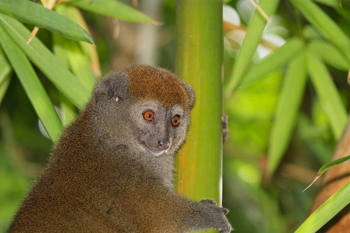 Hapalémur tubarizwa mu gihugu cya Madagascar y'uburasirazuba